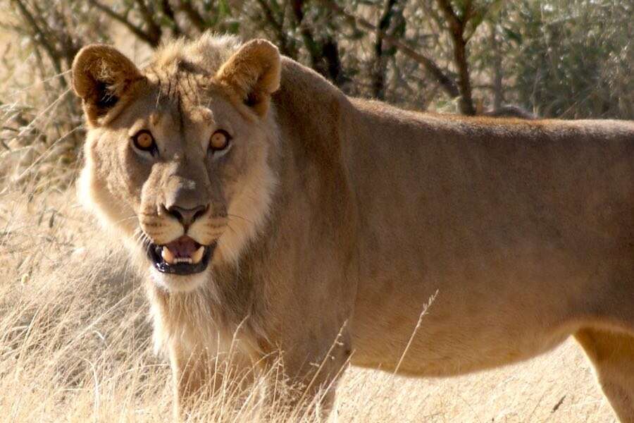 A lion turning to face the camera.