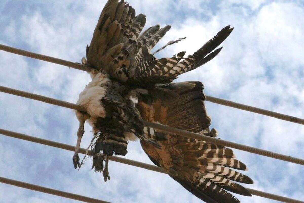 A dead bird caught amongst powerlines.