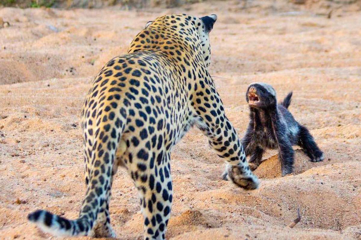 A leopard and a honey badger face off.