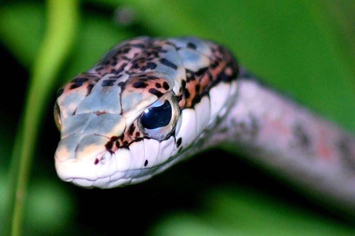 Close-up of a vine snake.