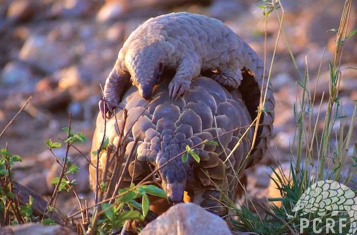 An adult pangolin carrying a baby pangolin.