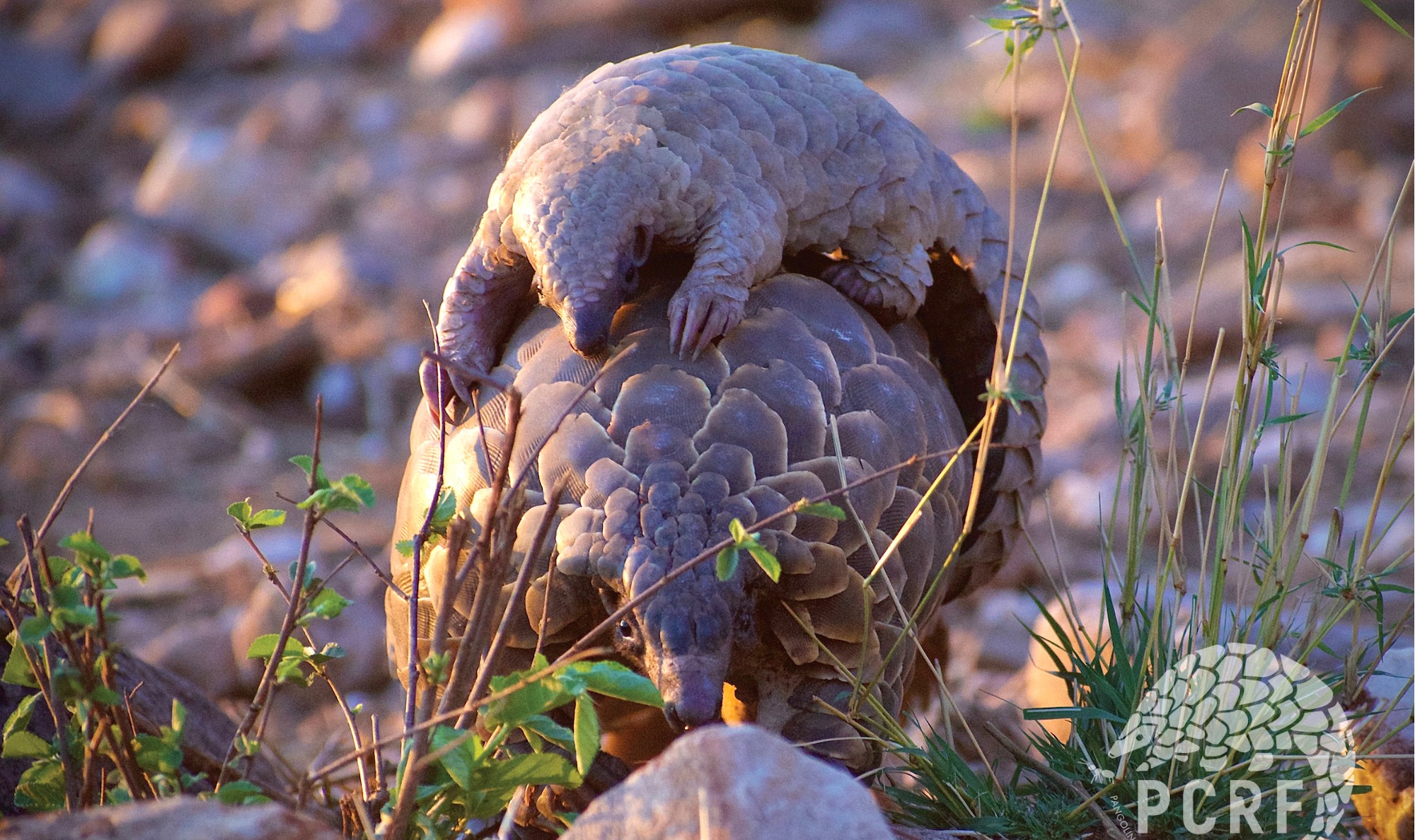 An adult pangolin carrying a baby pangolin.