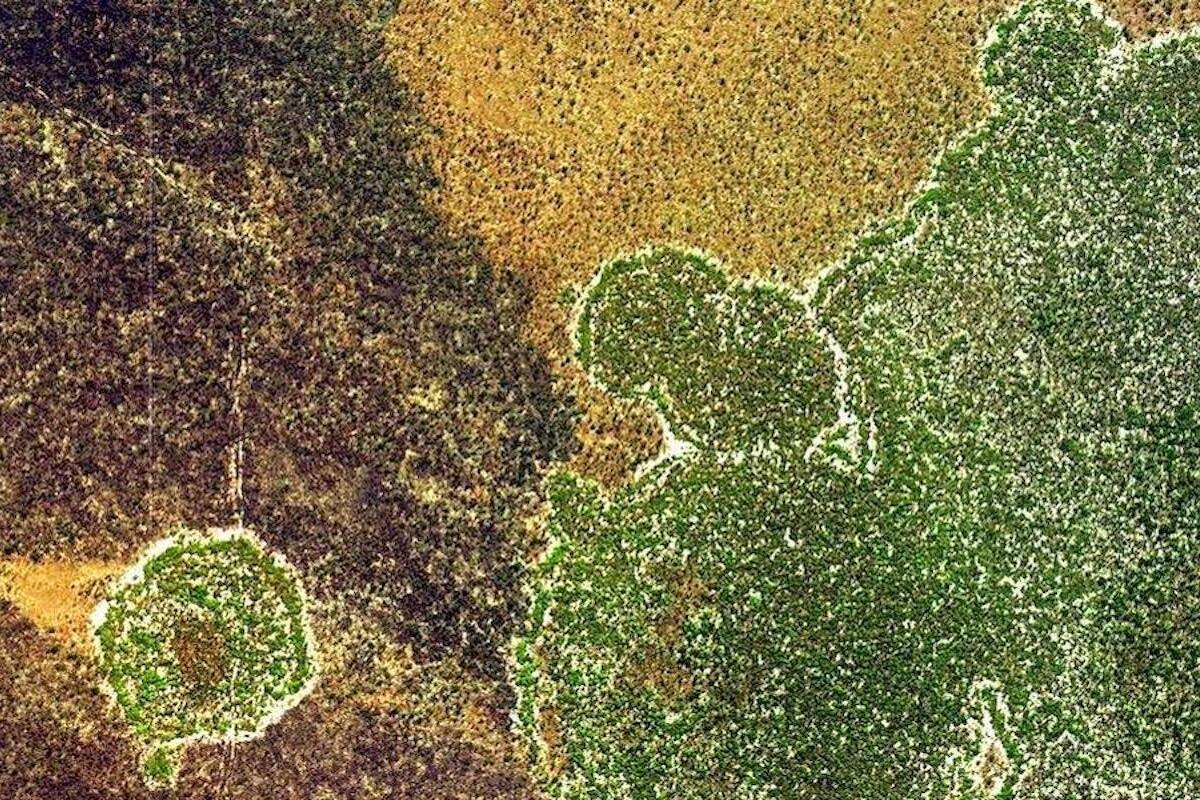 An aerial view of a fairy forest.