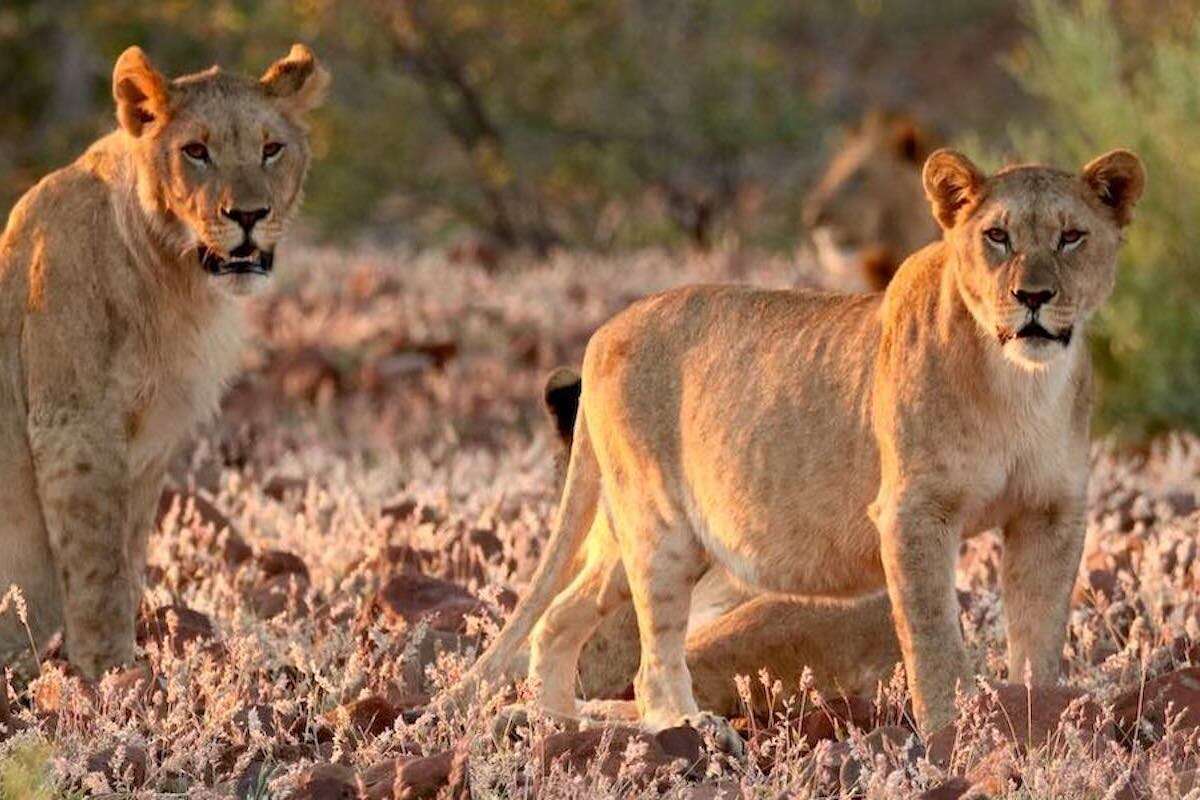 Two lions looking towards the camera