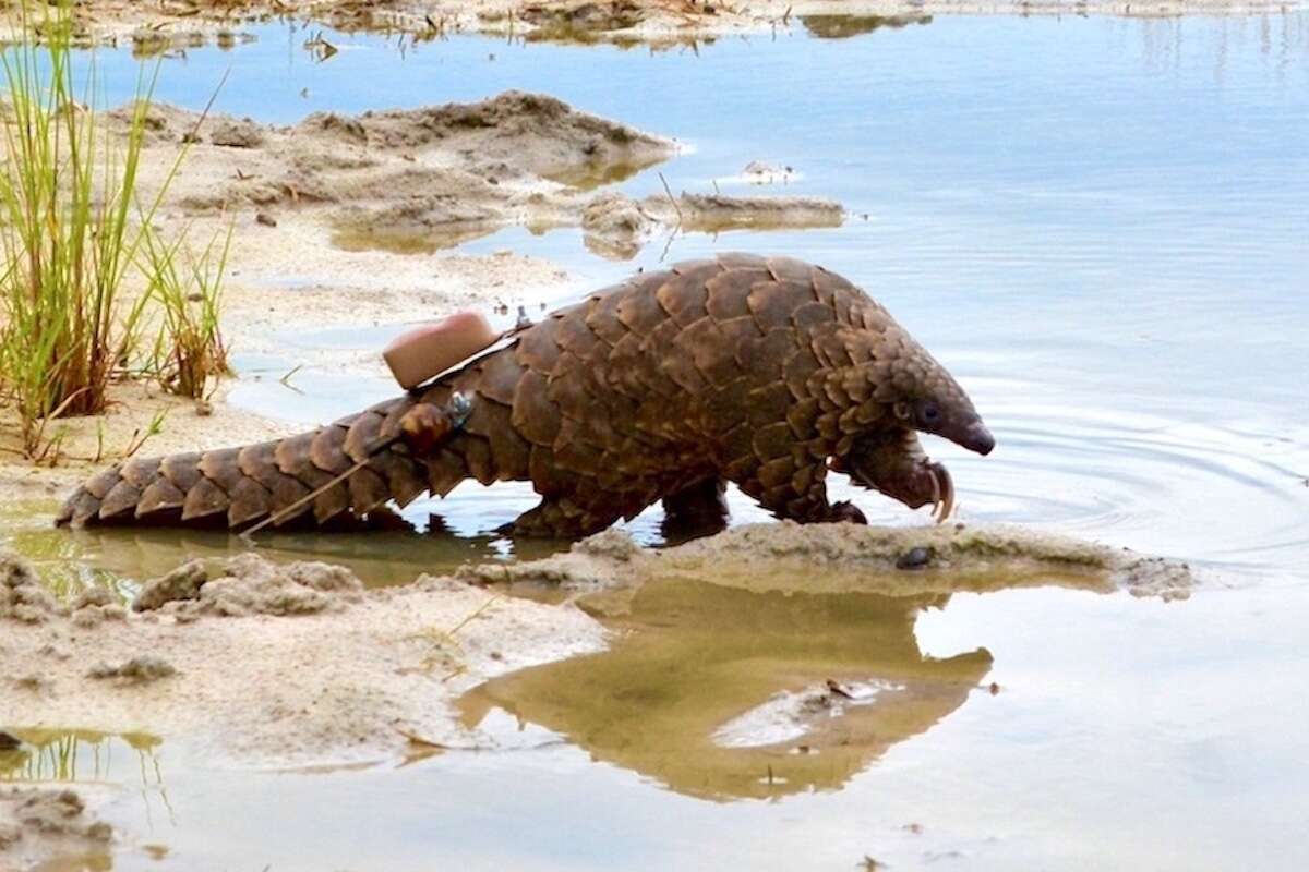 A pangolin wearing a GPS tracker walks towards a waterhole.