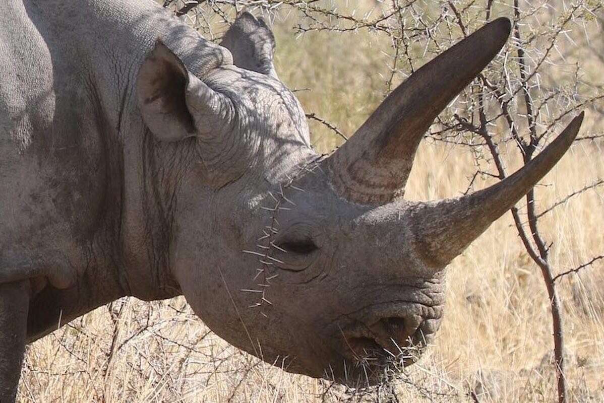 Close-up of a black rhino.