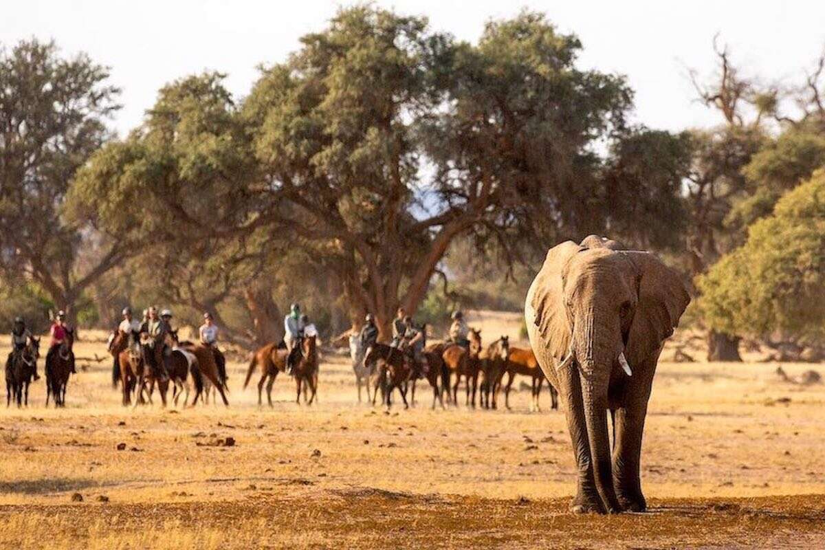 A group on horseback watching an elephant.